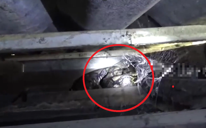 Nhìn lên trần nhà, người đàn ông phát hiện cảnh tượng "nổi da gà"