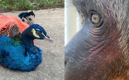 Động vật quý hiếm bất ngờ xuất hiện ở điểm du lịch, người dân vội báo công an