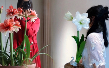 Nhiều chị em đang mê đắm loài hoa này: Cắm bình cũng đẹp, để cả chậu cũng sang, Tết nhìn là thấy giàu