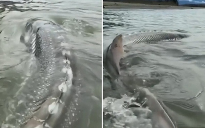 Người đàn ông câu được con cá khổng lồ nặng 270kg trên sông