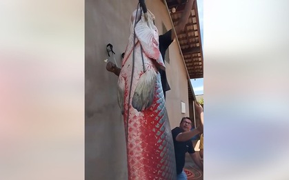 Ngư dân bắt được con cá hải tượng long nặng 165kg trên sông