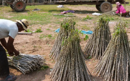 Không phải sầu riêng hay gạo, Trung Quốc bất ngờ săn lùng trở lại một mặt hàng từ Việt Nam: Thu mua hơn 95% sản lượng, nước ta là 'trùm' thứ 2 thế giới