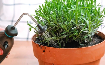 5 loại cây quen thuộc dễ trồng, vừa đuổi muỗi - ruồi, vừa lọc không khí trong nhà