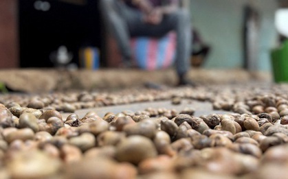 'Sản vật' tỷ đô của Việt Nam được người Trung Quốc ồ ạt thu mua với giá đắt đỏ, nước ta xuất khẩu bỏ xa thế giới