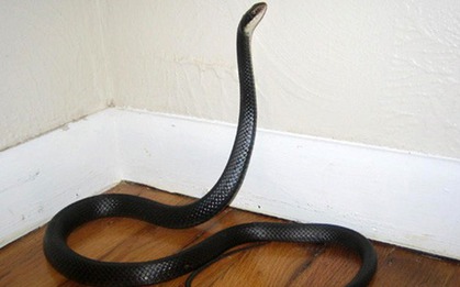 6 loài vật báo điềm xui, đi tới đâu đen tới đó: Gia chủ cần cẩn thận