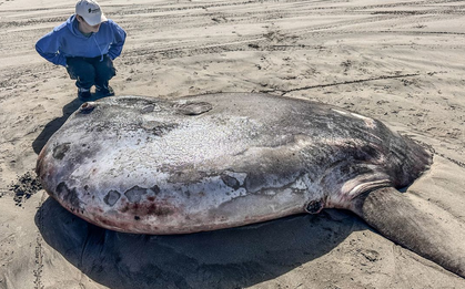 Phát hiện "thủy quái" khổng lồ dài 2,2 mét trên cạn: Hiếm đến mức không thể lý giải vì sao xuất hiện