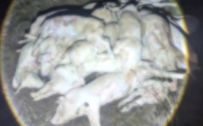 Kinh hãi hàng trăm con heo chết, nghi bị bệnh chuẩn bị đưa ra thị trường tiêu thụ