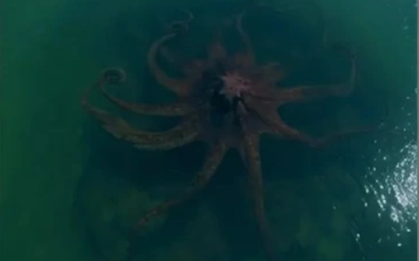 Bất ngờ phát hiện "quái vật biển khổng lồ" ngoài khơi gây rùng mình: Báo Mỹ vào cuộc tìm sự thật phía sau