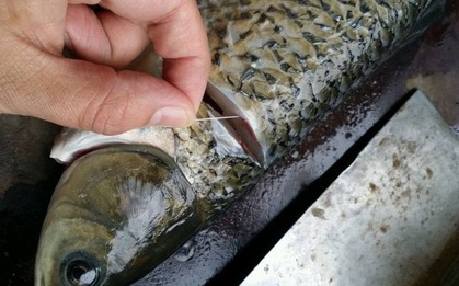 Chỉ cần rút sợi dây này là cá bớt tanh, nấu kiểu gì cũng thơm ngon - Rất nhiều người vẫn chưa biết