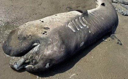 Phát hiện "quái vật" khổng lồ dài 4,3 mét dạt vào bờ biển