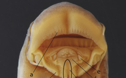 "Báu vật" chỉ có ở Việt Nam được tìm thấy dưới dòng sông Lô: Giới khoa học chờ đợi suốt 1/4 thế kỷ