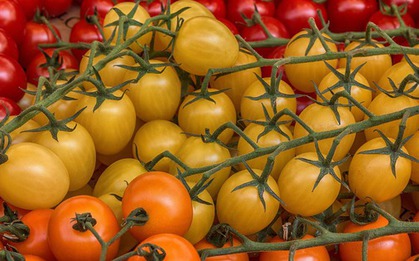 Loại cà chua này giúp chống 6 loại ung thư, nhưng ăn sai cách chẳng khác nào “tự hại thân”, thèm mấy cũng nên tránh