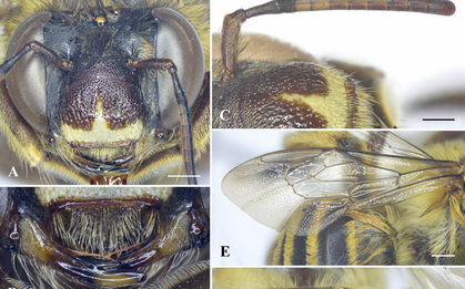 "Báu vật sống" của Việt Nam hiếm gặp đến mức khiến giới khoa học quốc tế kinh ngạc