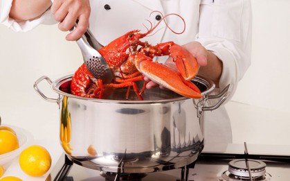 Anh cấm luộc tôm hùm khi còn sống