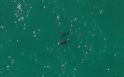 Loài vật quý hiếm bậc nhất thế giới, chỉ còn lại đúng 10 con