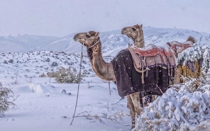 Lý giải trận tuyết kỳ dị phủ trắng sa mạc Ả-rập Xê Út