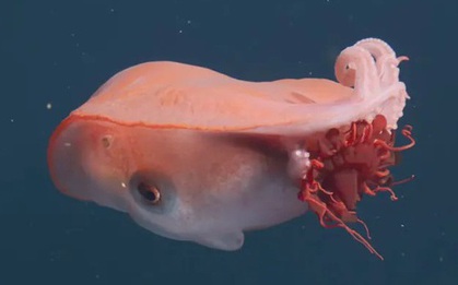 Sinh vật biển sâu khổng lồ "đáng sợ mà kỳ diệu" tái xuất