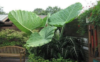 Muỗi sẽ vào nhà nếu bạn đang trồng 4 loại cây quen thuộc này