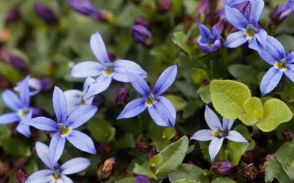 5 loại cây có cho cũng không nên trồng trong vườn