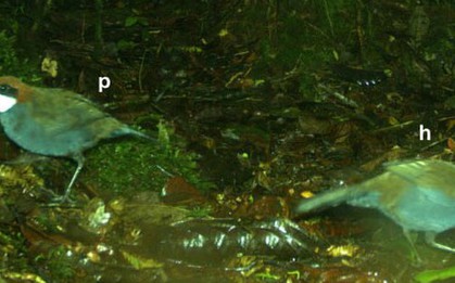 Phát hiện loài chim mới trên đảo quốc Thái Bình Dương