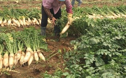 Việt Nam có loại củ được ví như “nhân sâm mùa đông”: Luộc hay kho đều ngon, Đông Y coi là thuốc tự nhiên