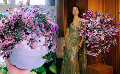 Loài cây "tranh sơn dầu" đang hot rần rần: Vừa rẻ vừa đẹp, đặt đâu sang đó, chưng Tết này là chuẩn bài!