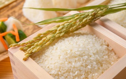 Loại gạo Việt Nam vừa xuất khẩu sang thị trường "khó tính" bậc nhất thế giới: Có gì đặc biệt?