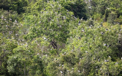 Chim quý tưởng như sắp tuyệt chủng bỗng xuất hiện liên tục, bay cả vào nhà dân: Nhiều người Việt vui mừng