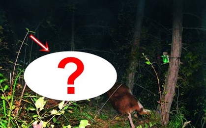 Lần theo đoạn video chỉ vài giây, chuyên gia hân hoan tìm thấy loài vật từng "tuyệt chủng" suốt 30 năm