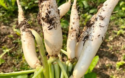 Top 5 loại rau củ an toàn bậc nhất trong mùa lạnh