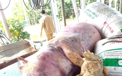 Khởi tố 7 bị can đào xác heo bệnh, mang sơ chế bán ra thị trường