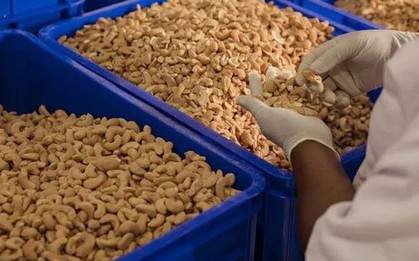 'Vàng mười' giúp Việt Nam xuất khẩu bỏ xa thế giới: Được người Trung Quốc thừa nhận 'ăn đứt' hàng nội, đem sang trồng 2.000 ha tại Cuba