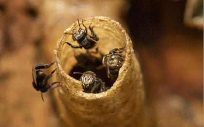 Giải mã "kho báu" của loài ong ở Tây Nguyên: Phát hiện hợp chất quý chưa từng công bố
