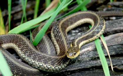 5 dấu hiệu nhận biết ngôi nhà "hút rắn"