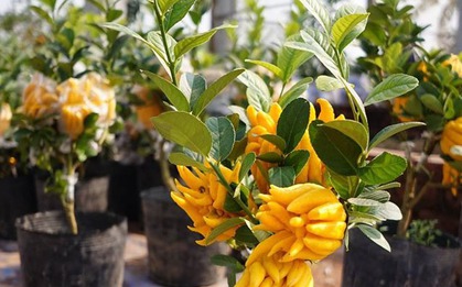 Cây cảnh "quý hơn vàng ròng": Quả óng ánh, dáng tay Phật, nhà giàu đua nhau săn chơi Tết