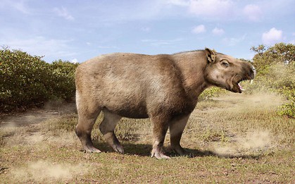 Loài chuột khổng lồ nặng 1 tấn, dài 3 mét, to ngang con trâu mộng