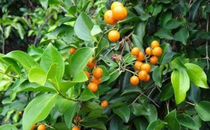 5 loại cây không nên trồng ở trước cửa nhà, gia chủ cố tình trồng thì hậu quả khôn lường