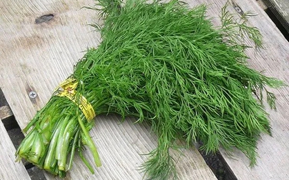 Rau thì là: Thứ rau rẻ tiền nhưng được ví như “vị thuốc xanh” cho cơ thể - nhưng không phải ai cũng ăn được