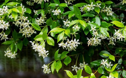 10 loại cây thơm nức mũi, trồng trước nhà dịp Tết thì miễn chê