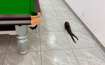 Sinh vật không đầu xuất hiện trong quán bi-a ở Congo khiến mạng xã hội Trung Quốc xôn xao