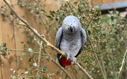 5 con vẹt trong công viên bị cách ly vì liên tục chửi thề, lăng mạ khách, giám đốc đi qua còn bị gọi là… béo