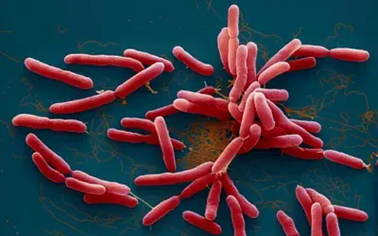 Phát hiện một ca mắc Whitmore tại Thái Nguyên