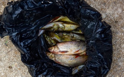 Tại sao người bán cá hay dùng túi màu đen đựng cá?