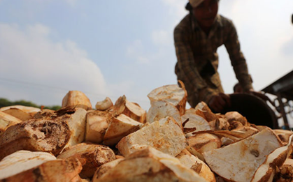 Không phải sầu riêng, đây mới là mỏ vàng của Việt Nam được Trung Quốc và châu Á tranh nhau mua: Thu về hơn 1 tỷ USD, nước ta cùng Thái Lan cạnh tranh ngôi vương