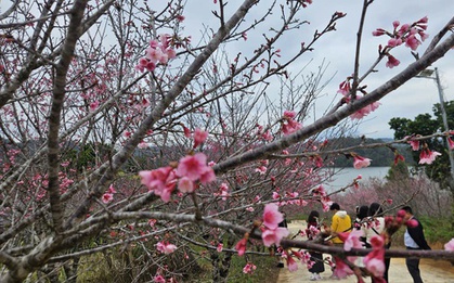 Hàng không, du lịch khẩn trương đổi lịch đón khách dịp Tết Dương lịch 2026