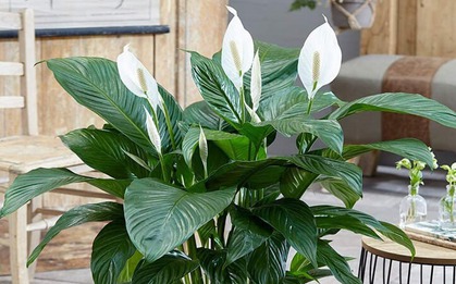 5 loại cây hút formaldehyde mạnh nhất, NASA khuyên trồng