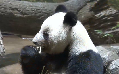 Cơn sốt chia tay gấu trúc ở vườn thú Nhật Bản