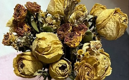 3 cây ĐẠI KỴ ngày Tết