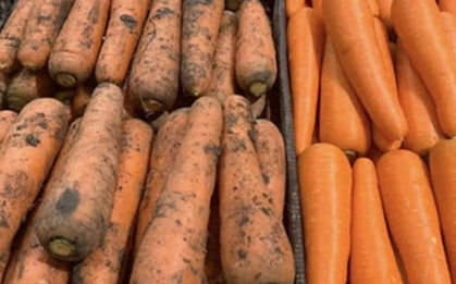 Tôi vừa nhận ra sự khác biệt lớn giữa cà rốt bám bùn đất và cà rốt trắng sạch!