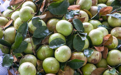 Rộn ràng vú sữa Lò Rèn, nhà vườn "bỏ túi" hàng trăm triệu đồng